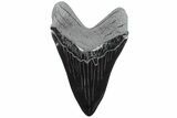 Realistic, 7.4" Carved Obsidian Megalodon Tooth - Replica - #202067-1